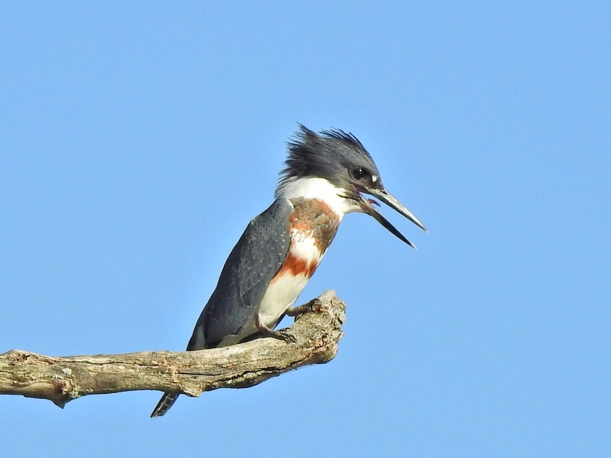 Belted Kingfisher - Jeff Goff