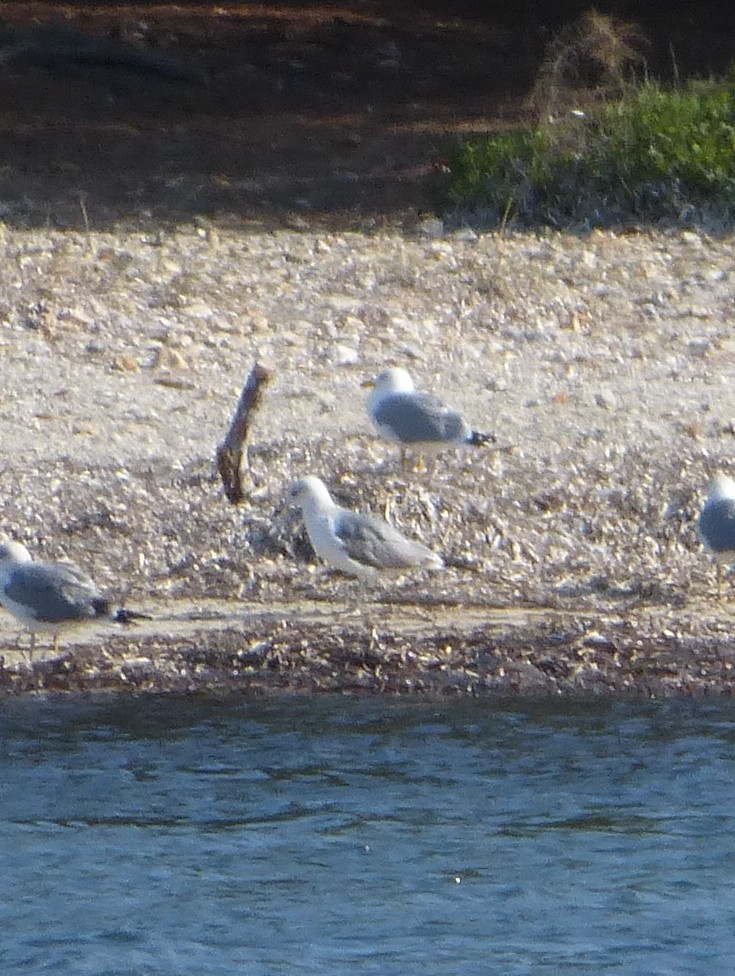 Slender-billed Gull - ML37029221