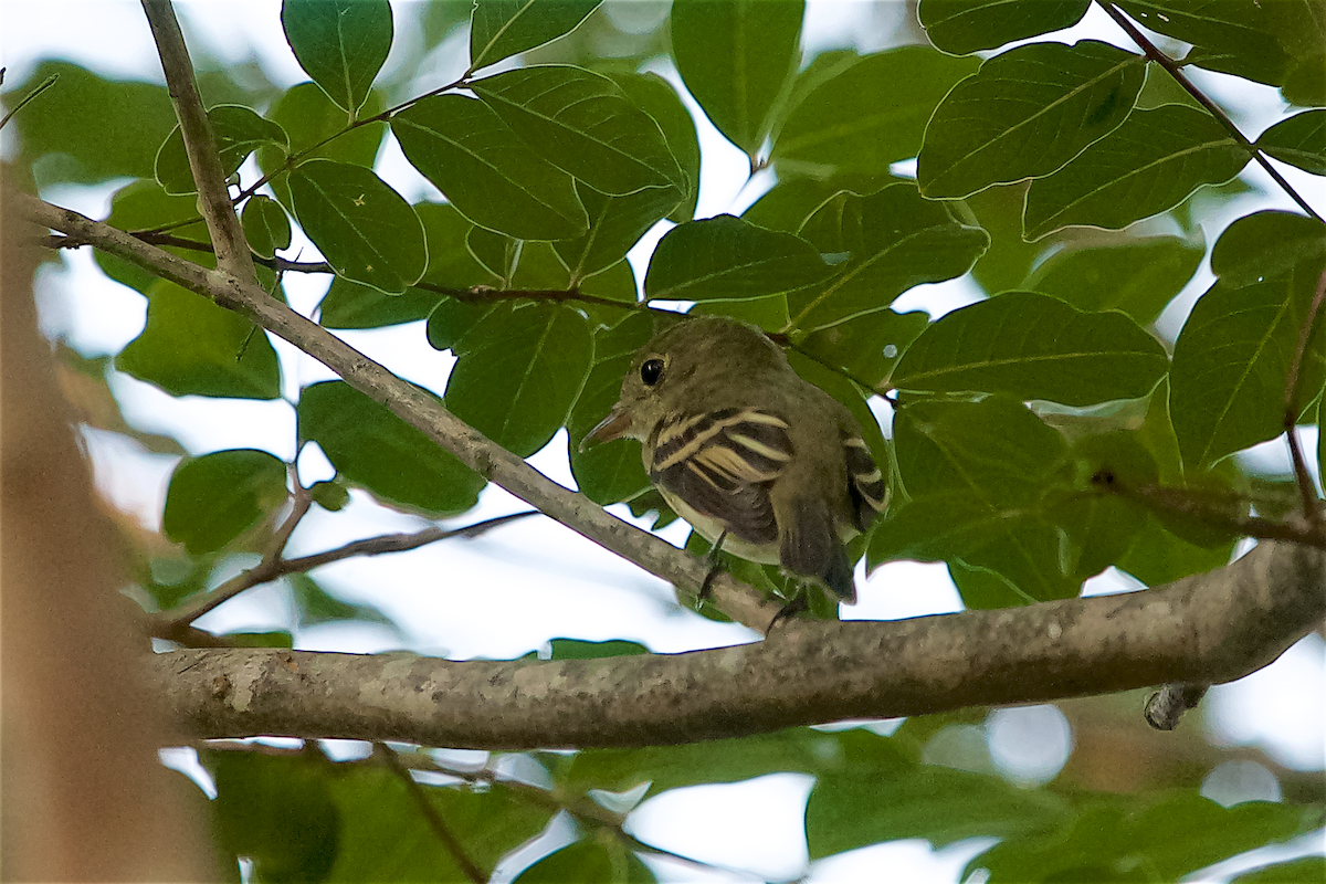 new world flycatcher sp. - Una Davenhill