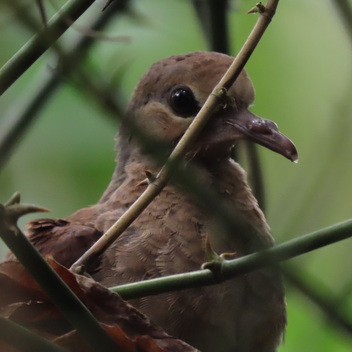 Ruddy Quail-Dove (Ruddy) - ML370295351