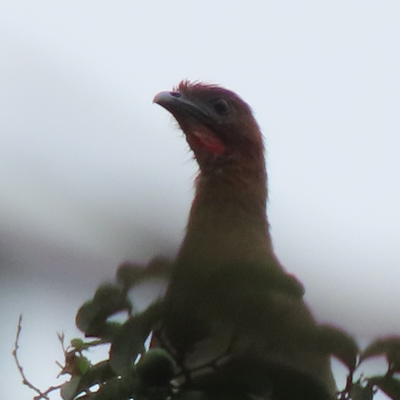 Rufous-headed Chachalaca - ML370295991