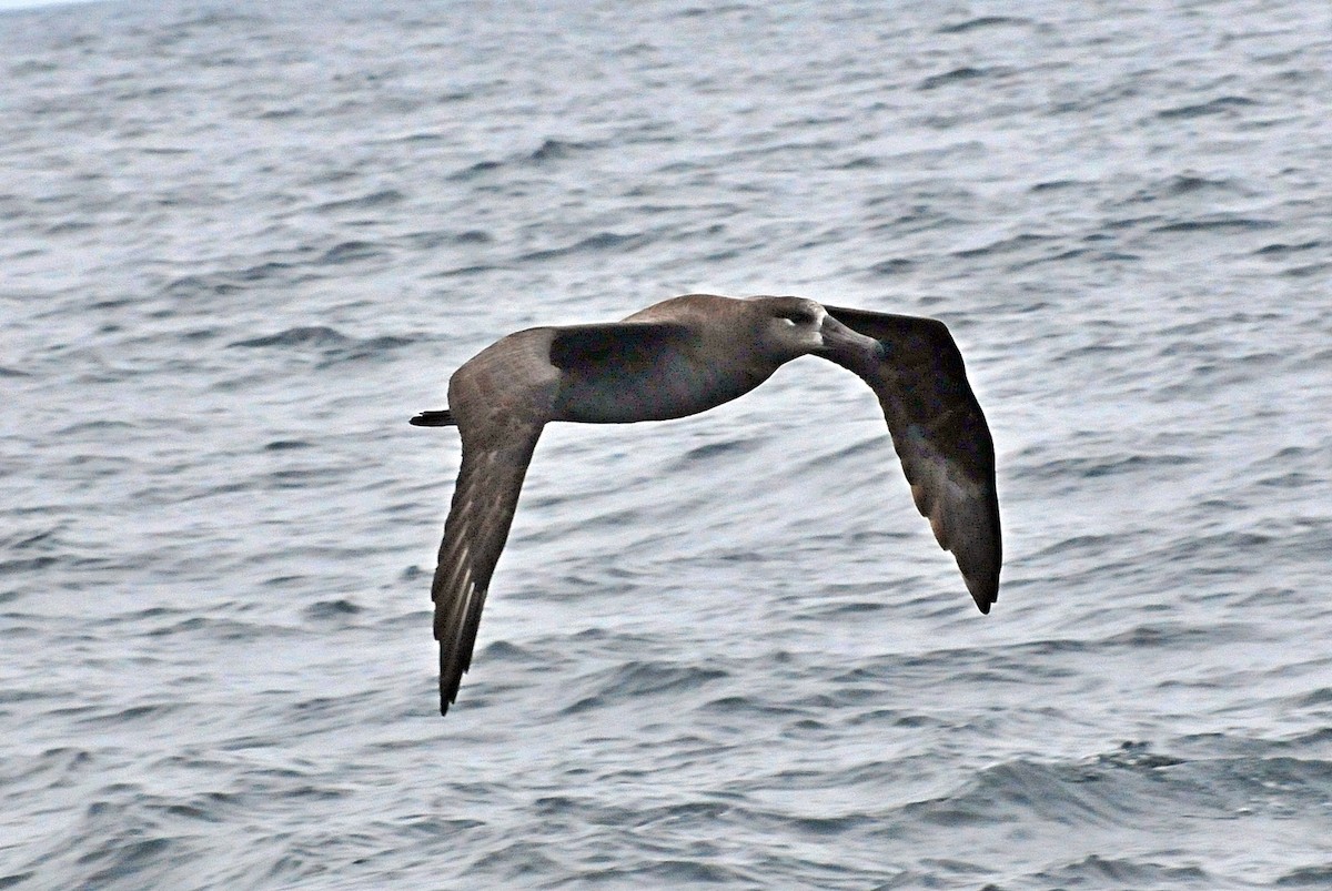 albatros černonohý - ML37029651