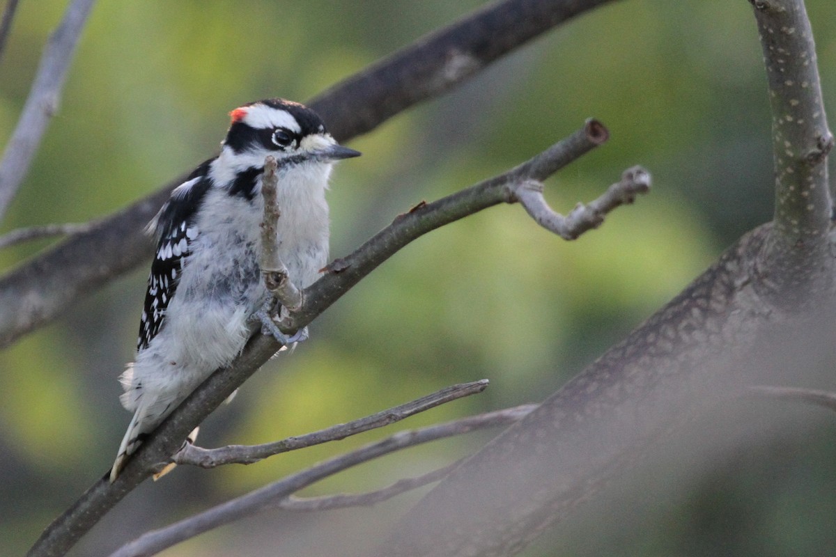 Downy Woodpecker - Andy Dettling