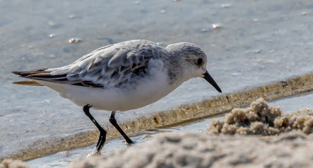 Sanderling - Francisco Pires