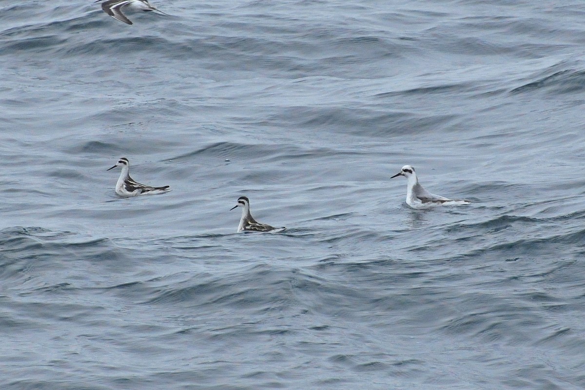 Red-necked Phalarope - ML37029731