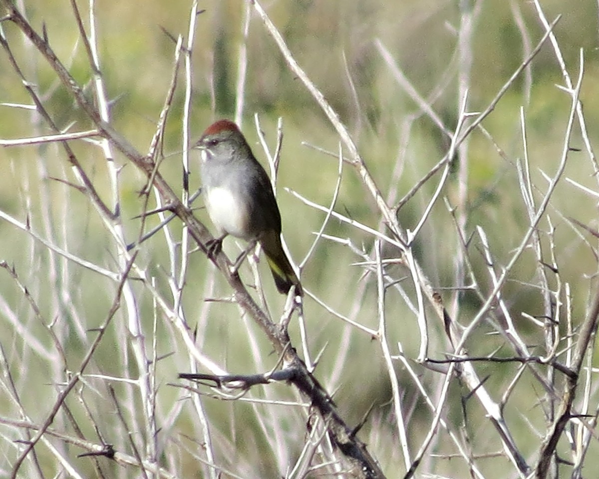 Green-tailed Towhee - ML370300051