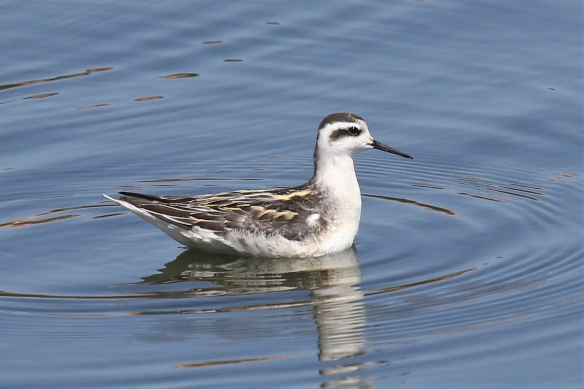 Phalarope à bec étroit - ML370300081