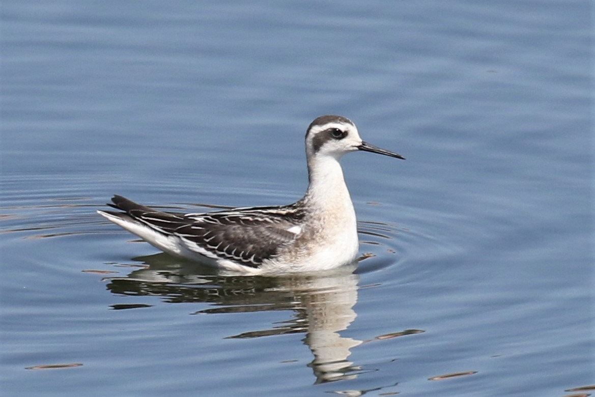 Red-necked Phalarope - Tom Fangrow