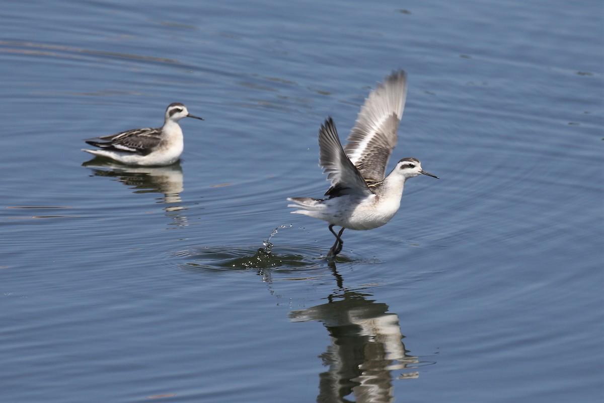 Red-necked Phalarope - ML370300111