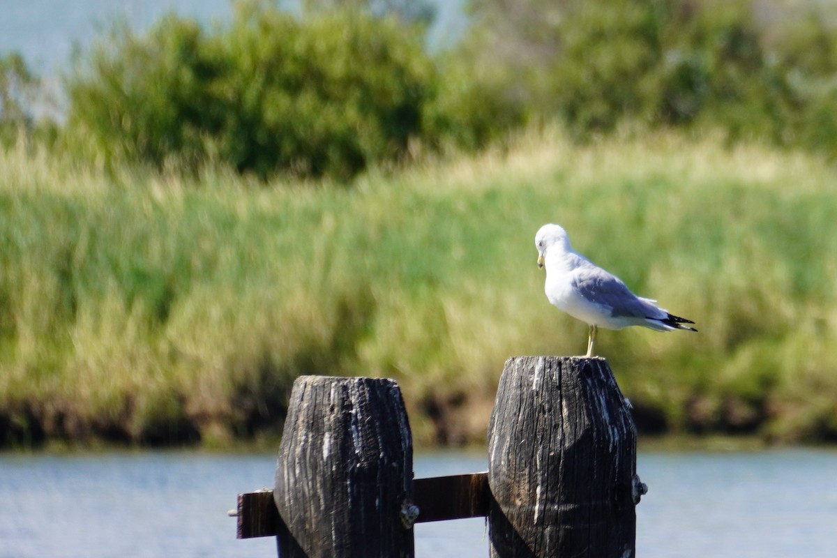 Ring-billed Gull - ML370301121
