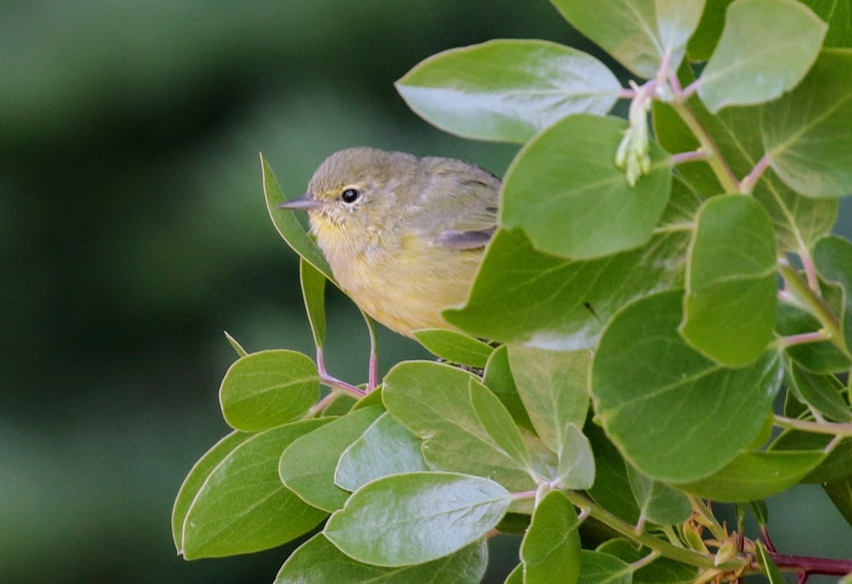 Orange-crowned Warbler - Keith Leland