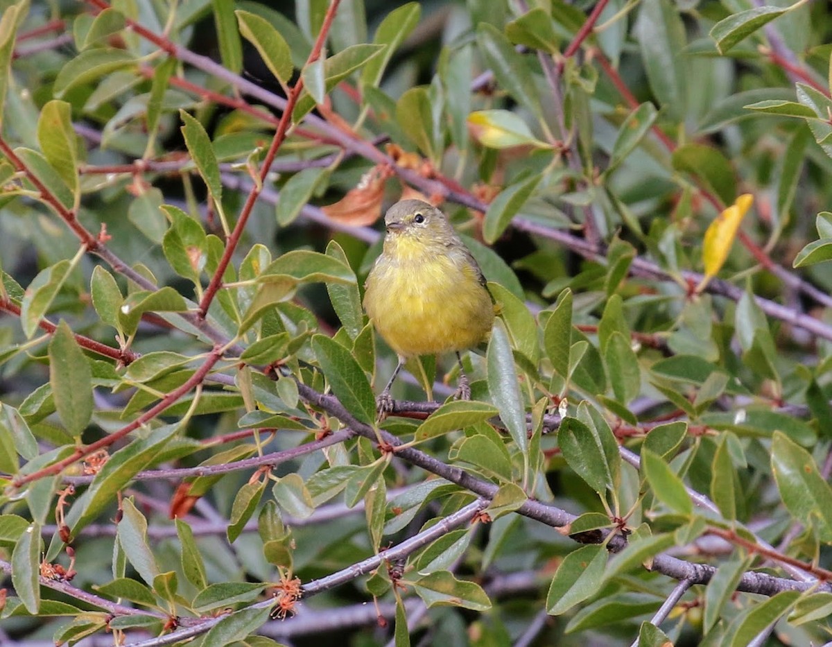 Orange-crowned Warbler - ML370301571