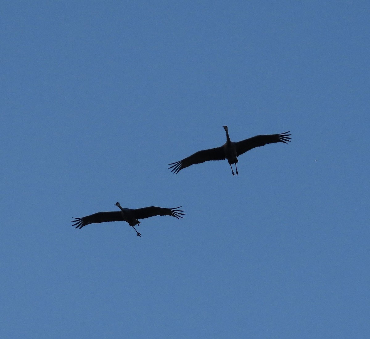 Sandhill Crane - ML370301701