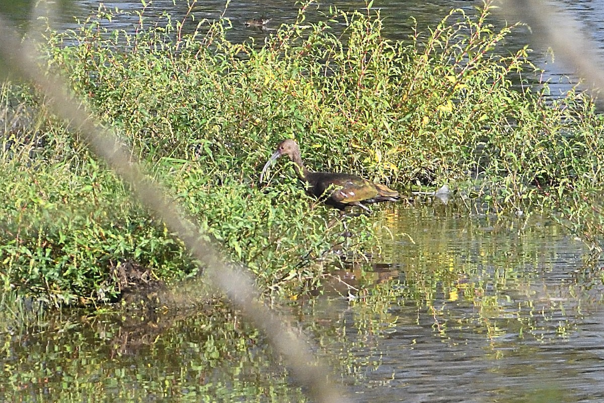 White-faced Ibis - Barry Blust