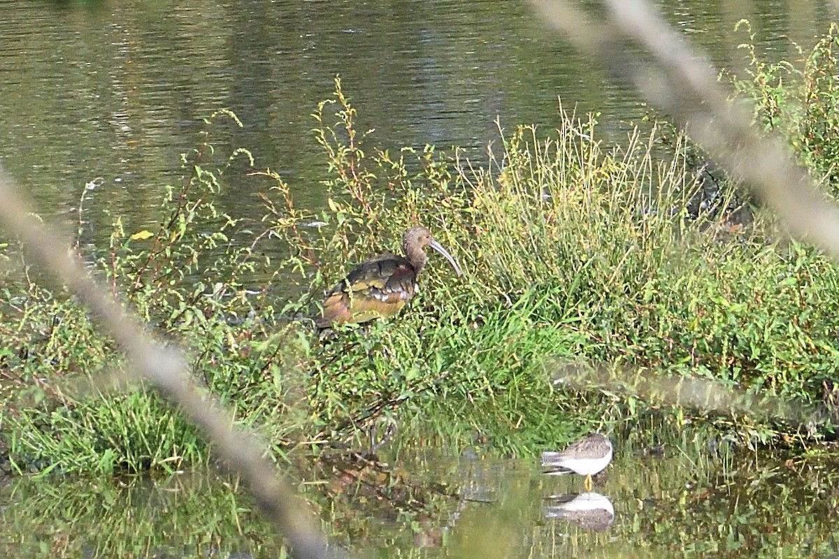 White-faced Ibis - Barry Blust