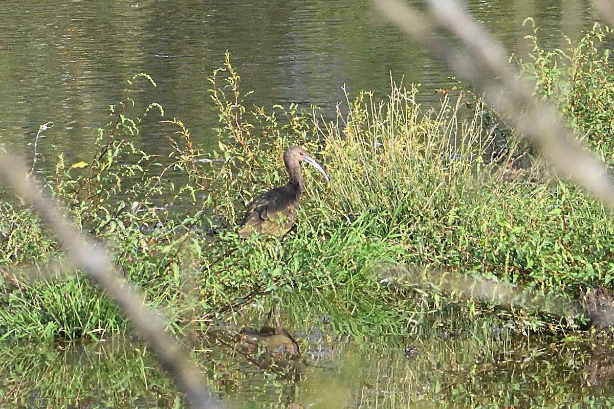 White-faced Ibis - Barry Blust