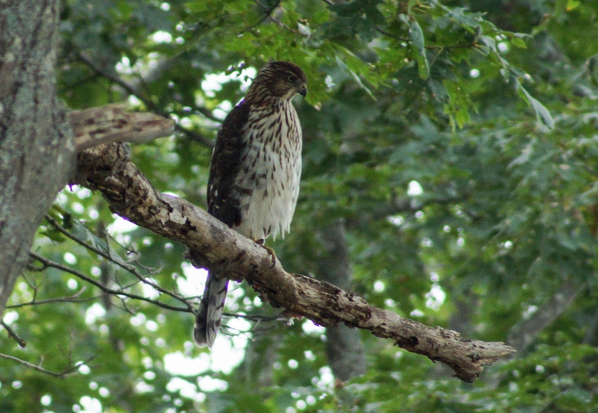 Cooper's Hawk - ML370303221