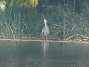 Great Blue Heron - ML370304451