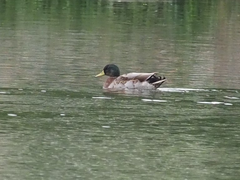 Зэрлэг нугас - ML370304521