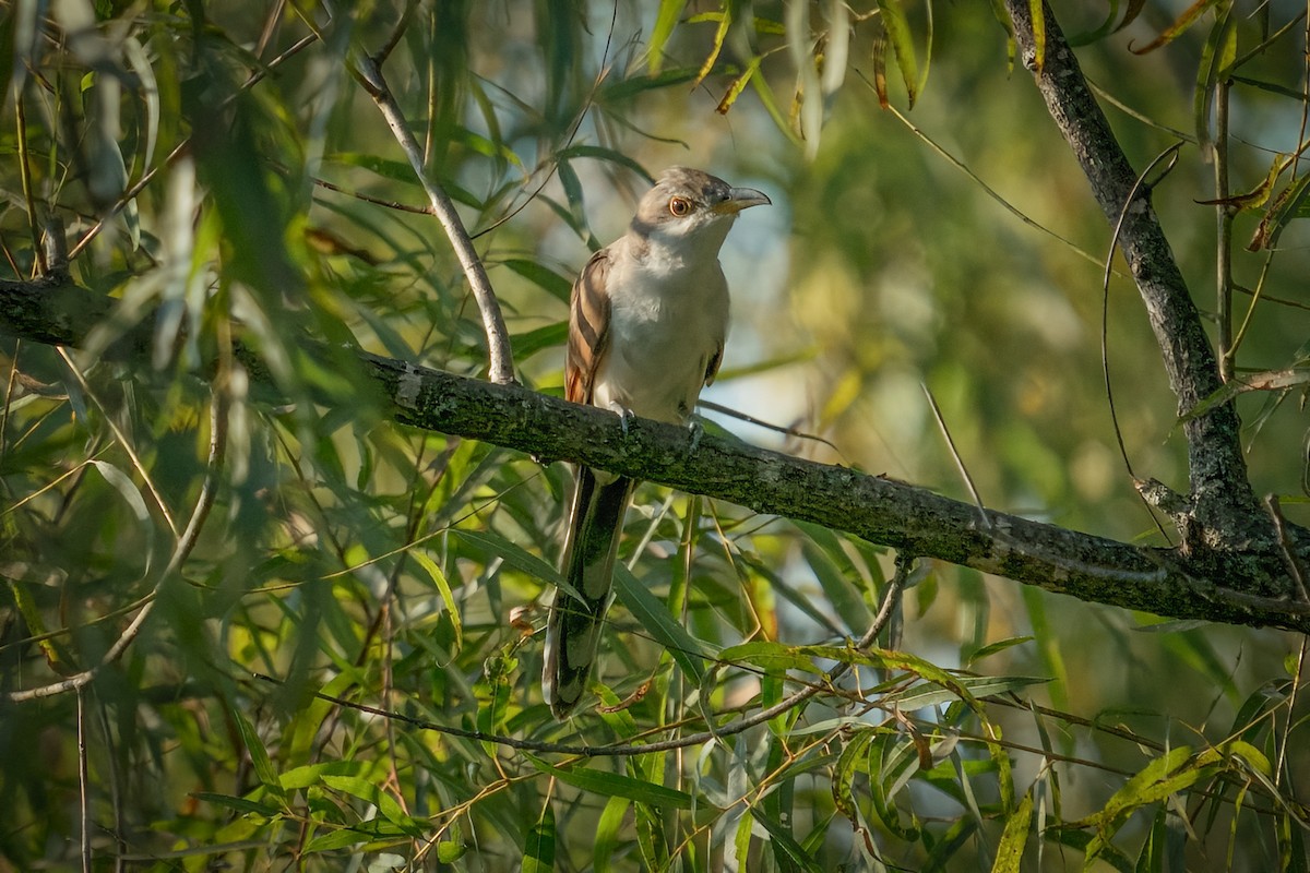 Yellow-billed Cuckoo - ML370305381