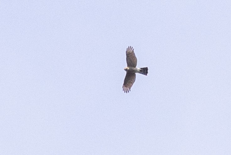 Sharp-shinned Hawk - ML370305391