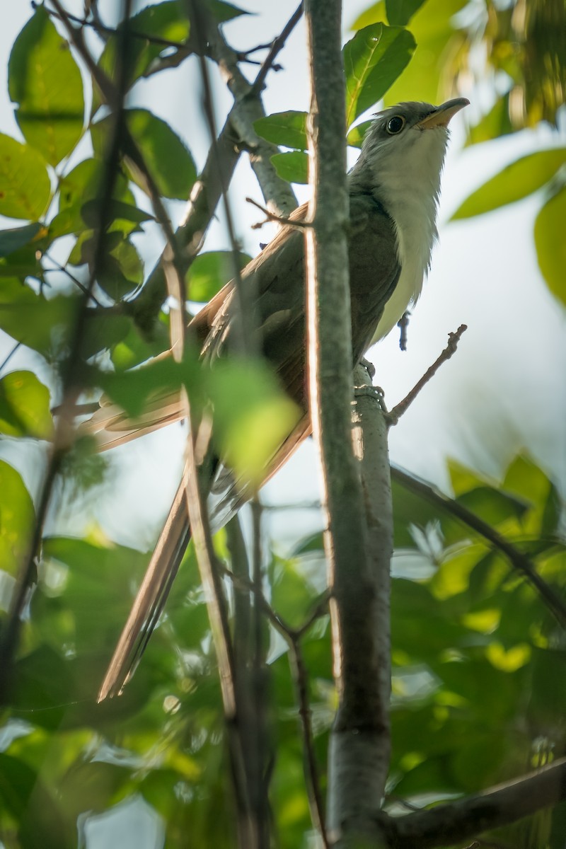 Yellow-billed Cuckoo - ML370305401