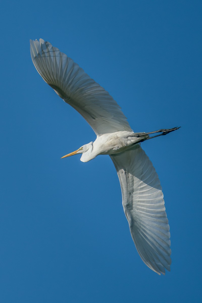 Great Egret - ML370305441