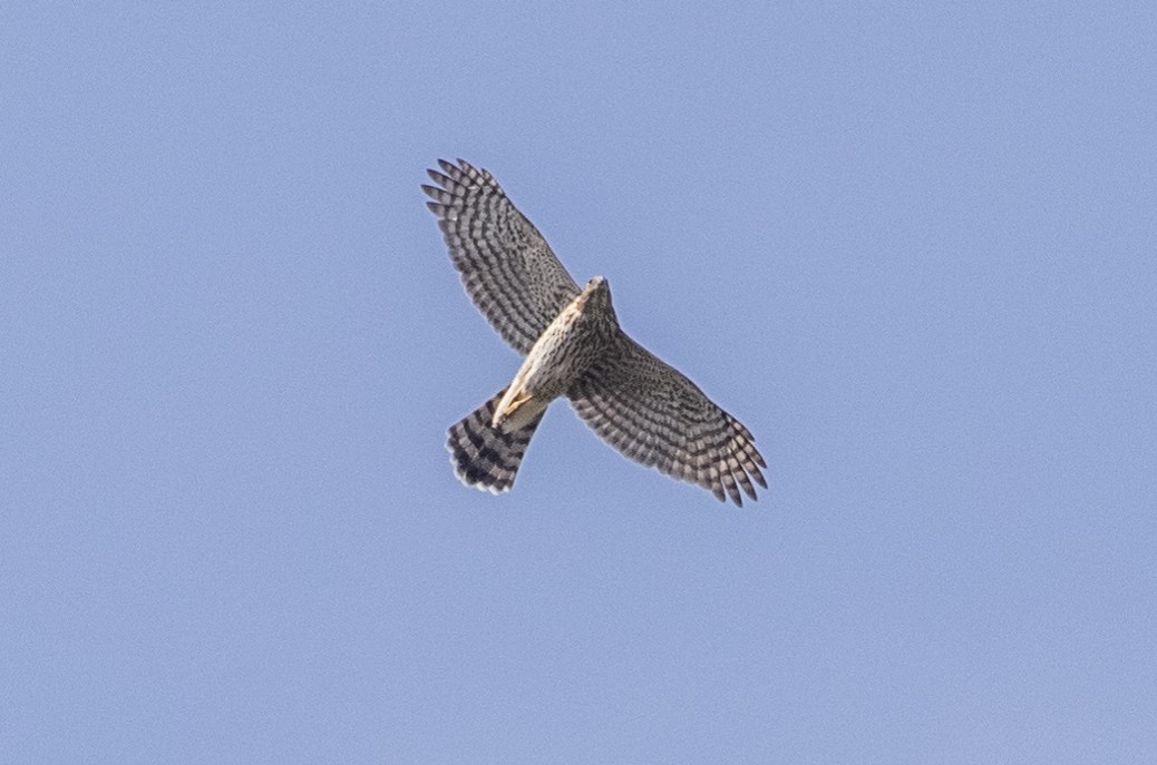 Cooper's Hawk - ML370305521