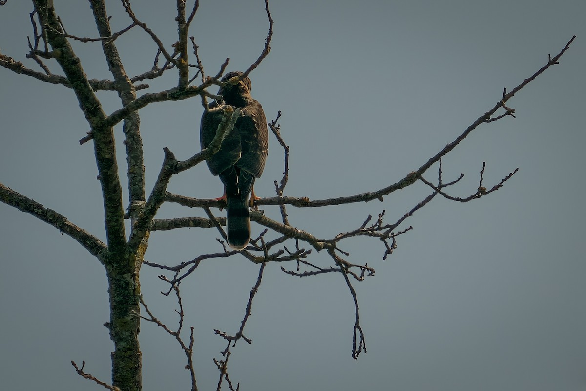 Sharp-shinned Hawk - Rick Wilhoit