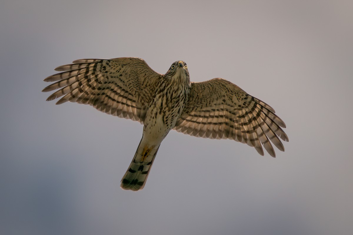 Sharp-shinned Hawk - ML370306321