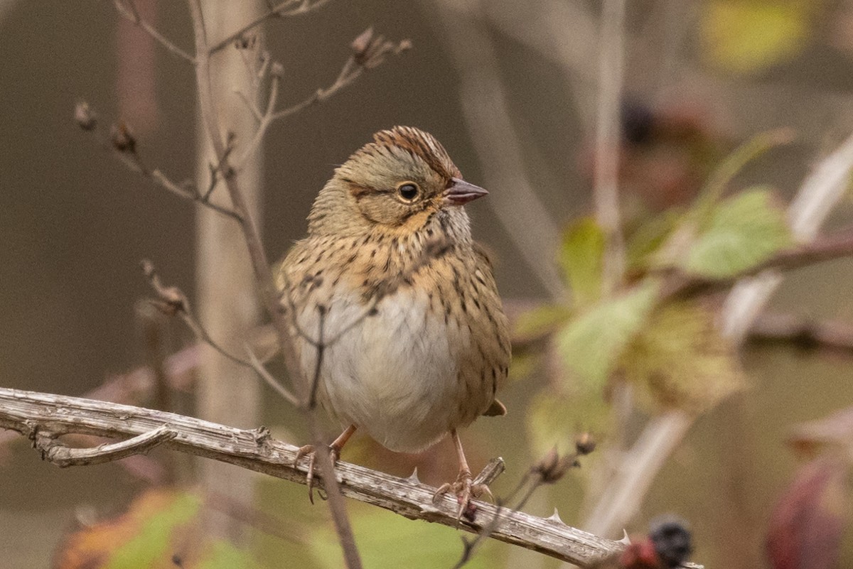 Lincoln's Sparrow - ML370306561