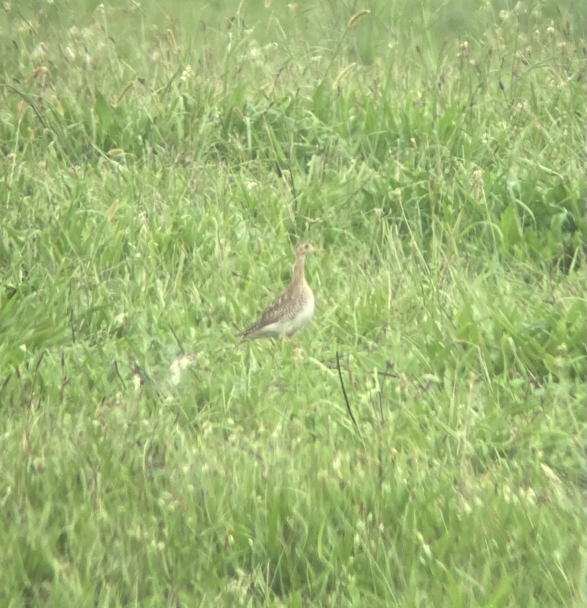 Upland Sandpiper - Gabriel Mapel