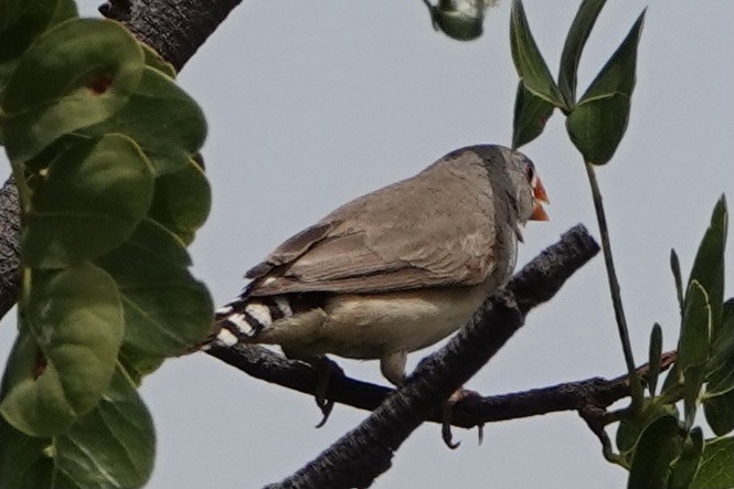 Zebra Finch - ML370306781