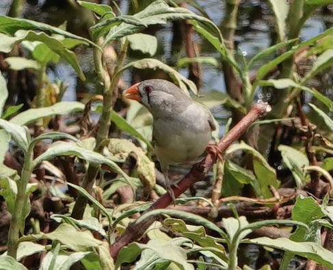 Zebra Finch - ML370306791