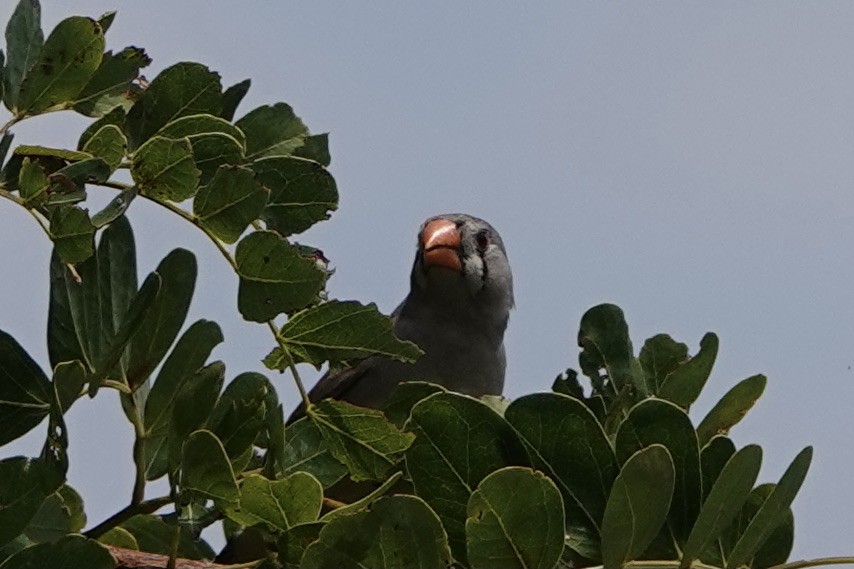 Zebra Finch - ML370306811