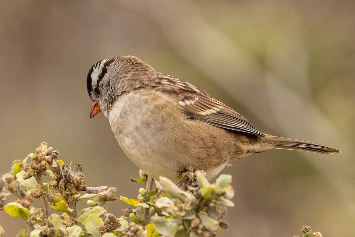White-crowned Sparrow - ML370306841