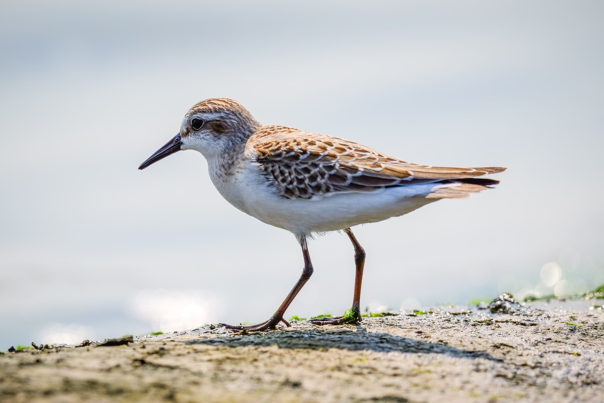 beringsnipe - ML370308491