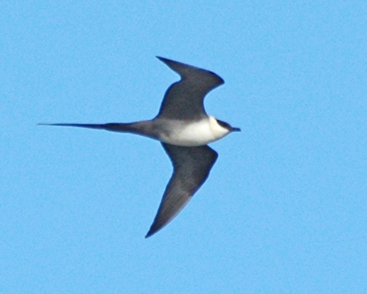 Long-tailed Jaeger - Michael Topp