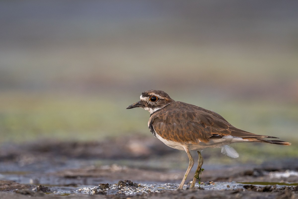 Killdeer - ML370311481