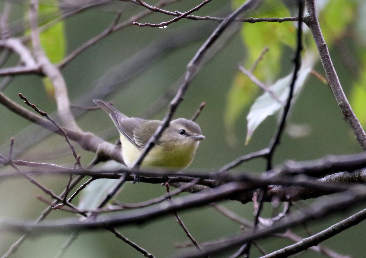 Philadelphia Vireo - ML370312101