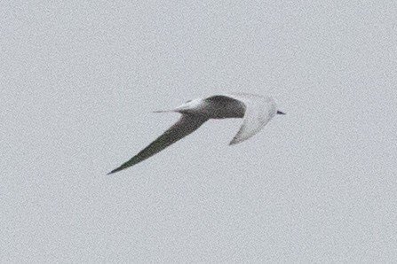 Forster's Tern - ML370312611