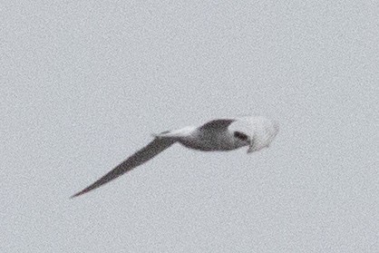 Forster's Tern - ML370312621