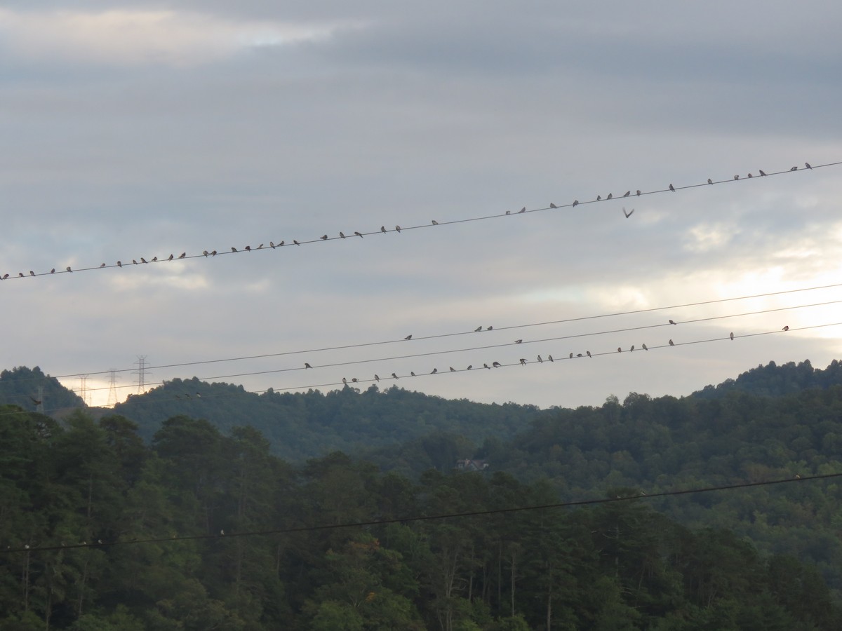 Tree Swallow - ML370313501