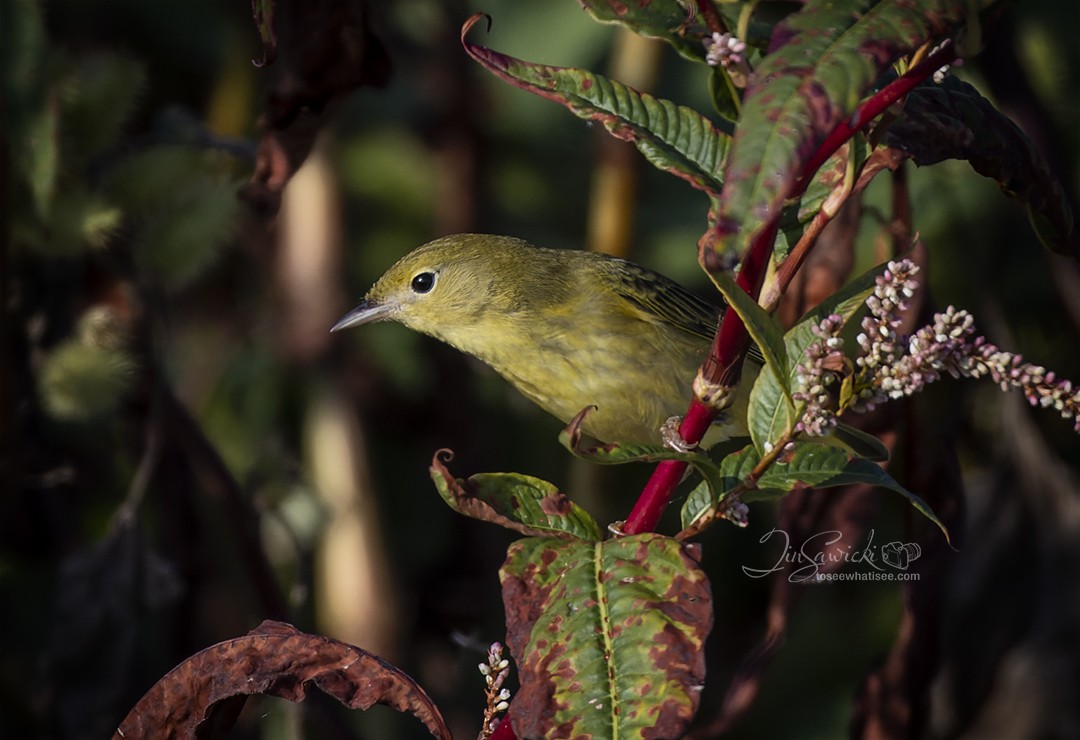 Yellow Warbler - Tina Sawicki