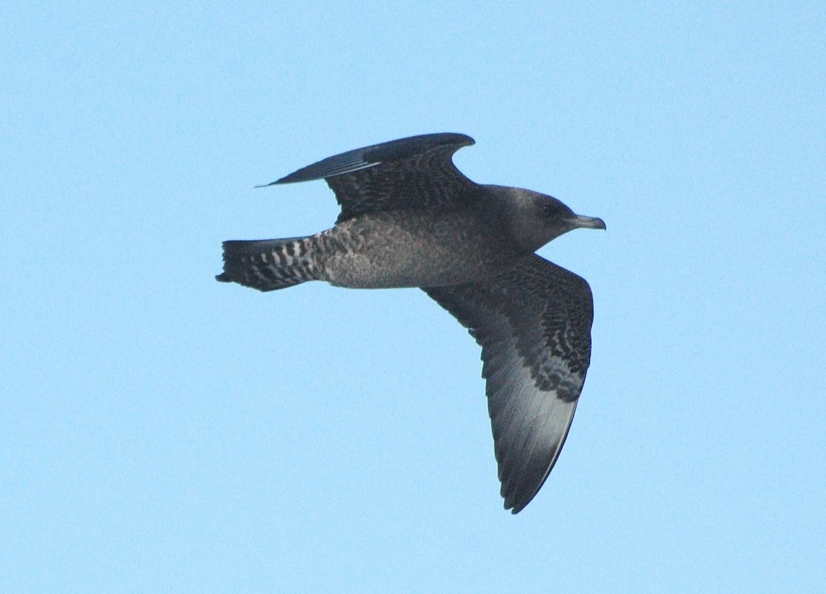 Pomarine Jaeger - Michael Topp