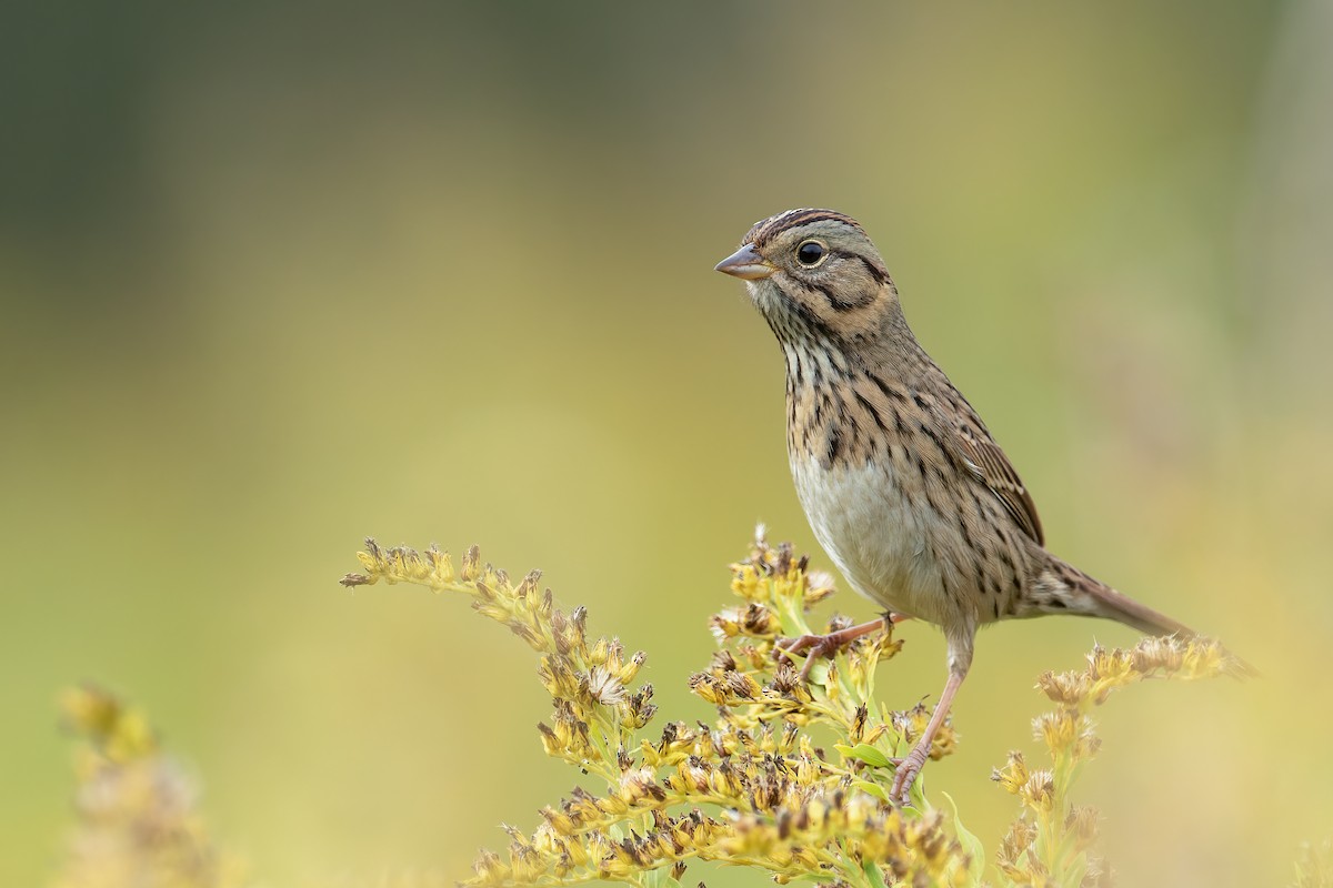 Lincoln's Sparrow - ML370314911