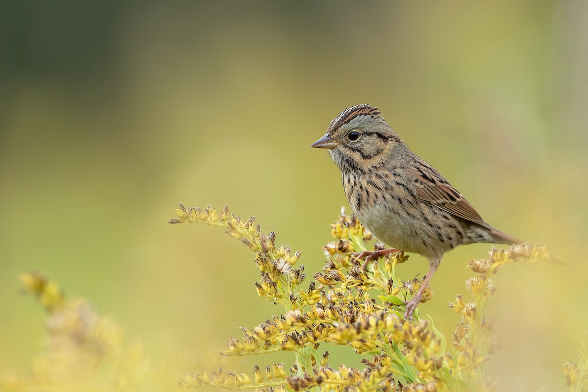 Lincoln's Sparrow - ML370314921