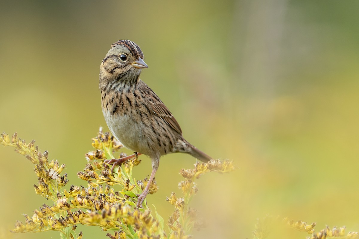 Lincoln's Sparrow - ML370314931