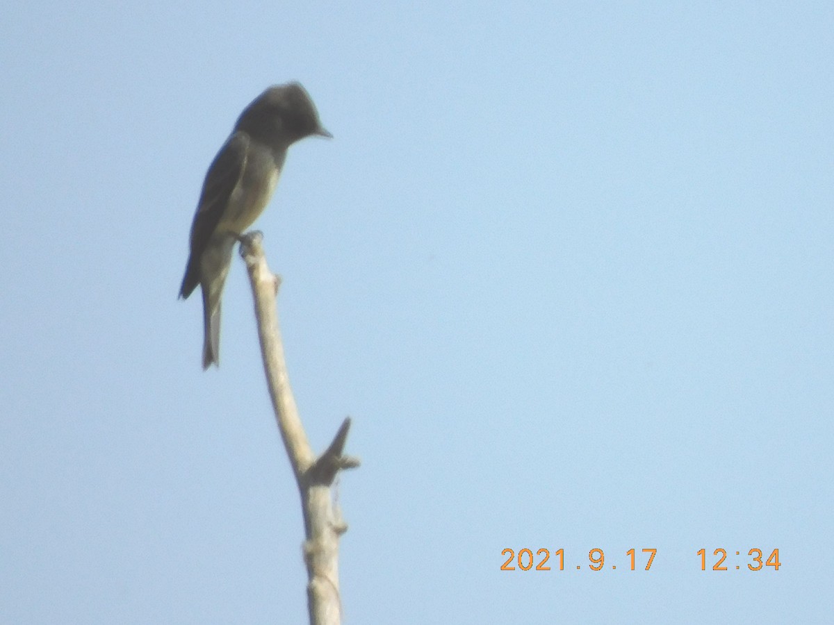 Western Wood-Pewee - ML370316081