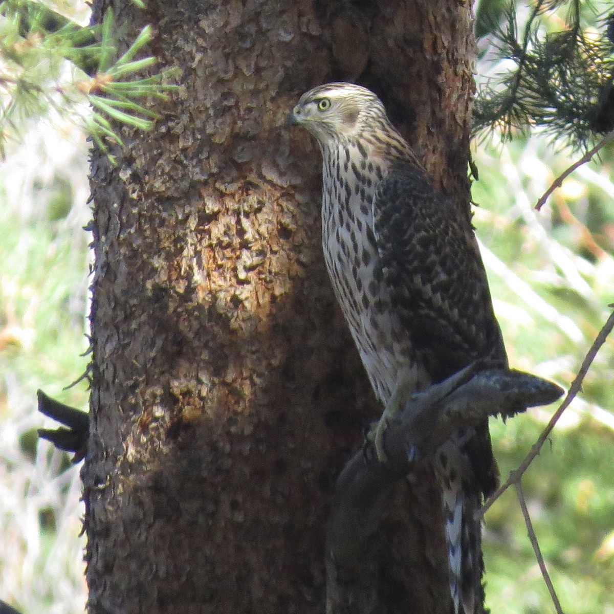 American Goshawk - Sharyn Isom